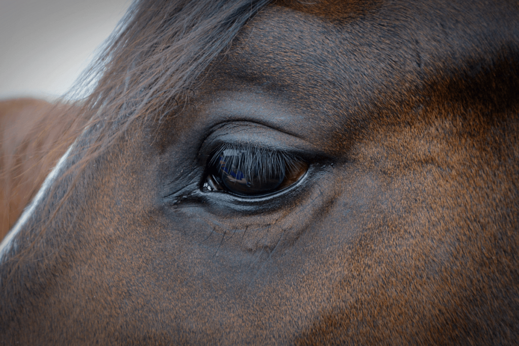 You can need to keep a close eye on your horse for any signs of eye problems