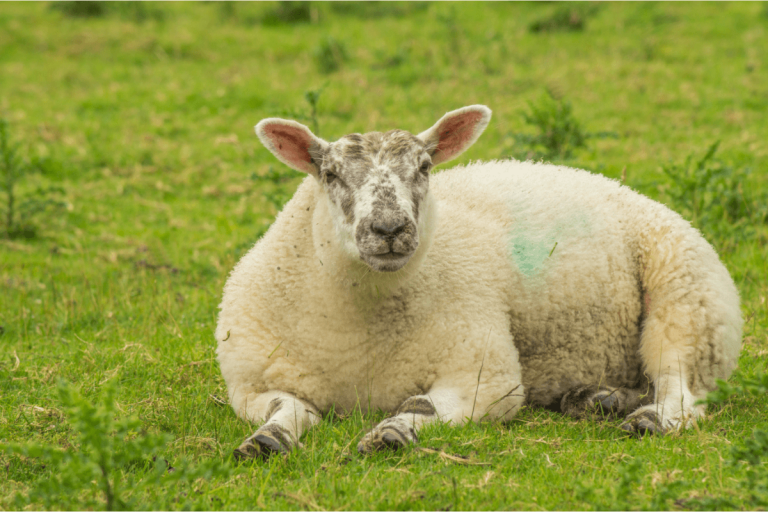 Foot problems in alpacas and sheep - Cameron Veterinary Services