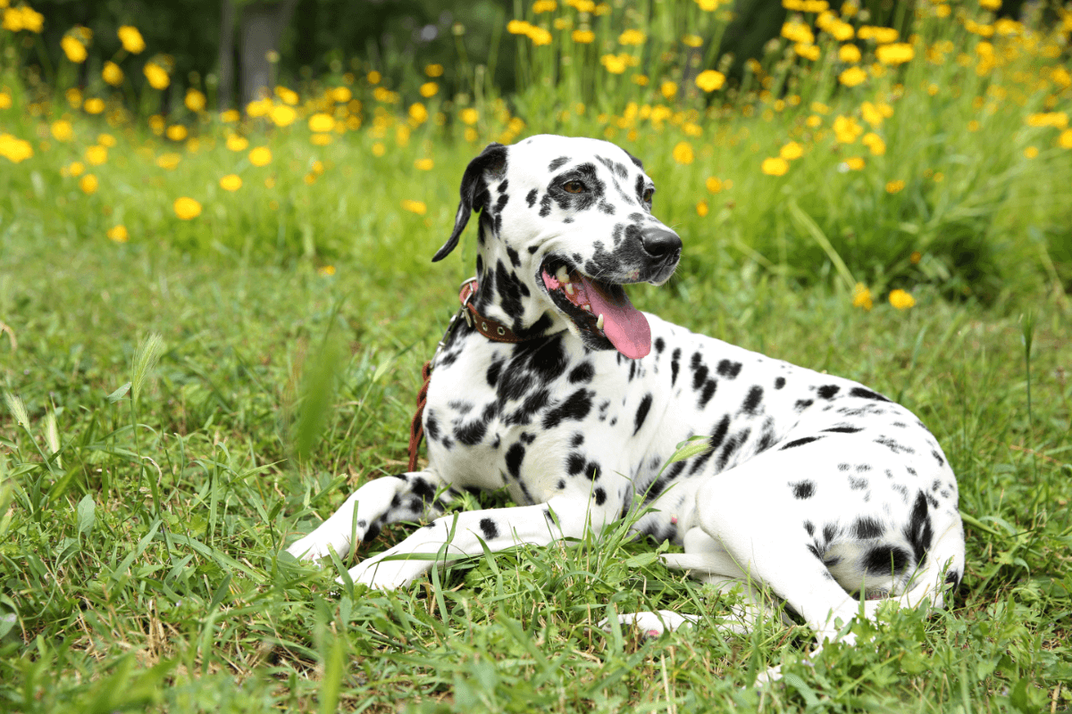 type of skin cancer in dogs