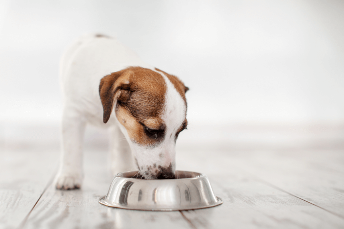 Puppy eating food from bowl