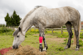 Horse who has benefited from a first aid kit