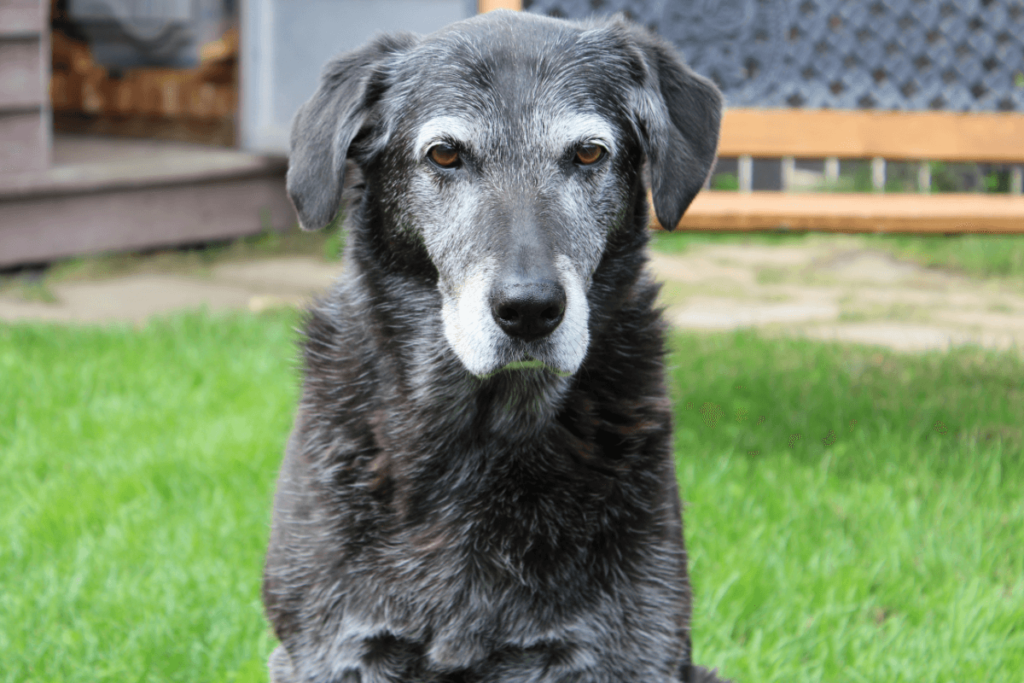 Senior dog with arthritis