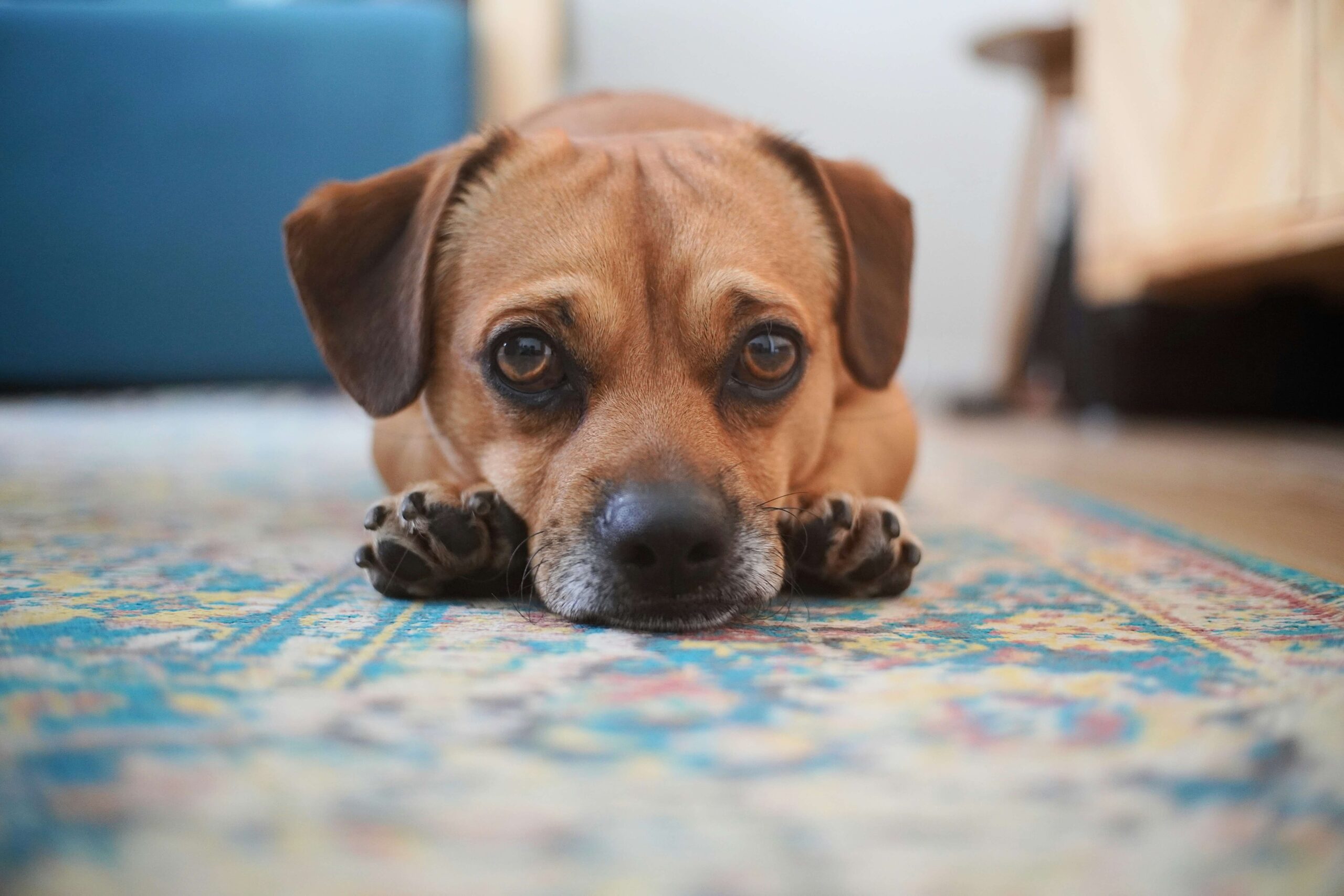 Dog waiting for vet house visit