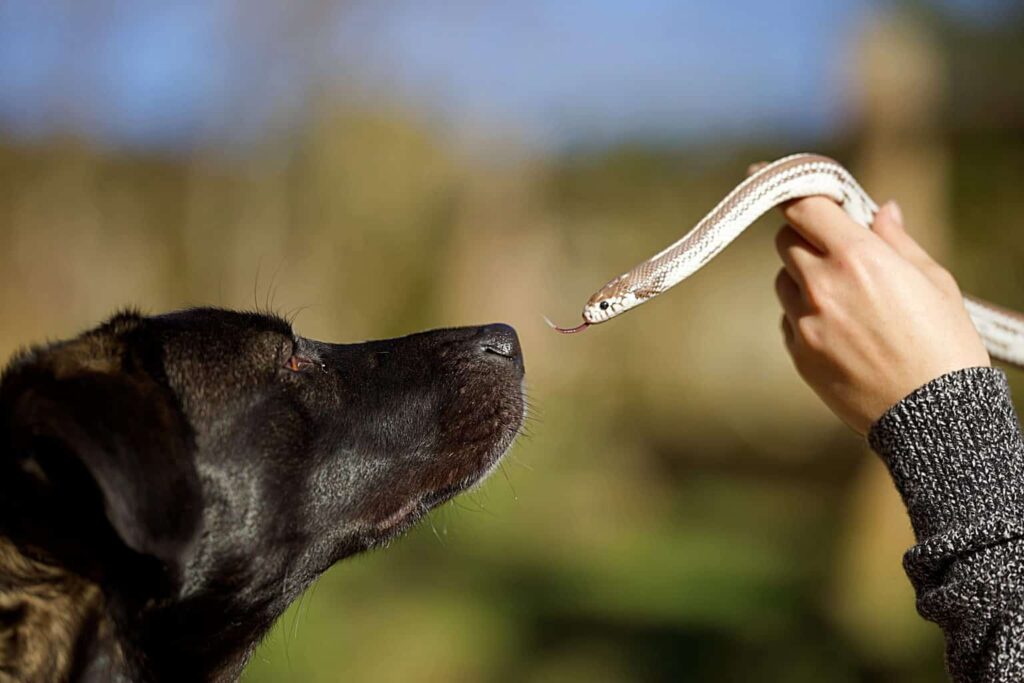 Dog and snake